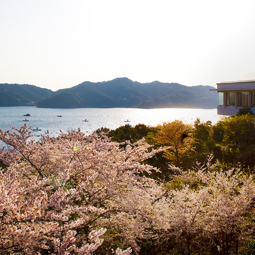 桜