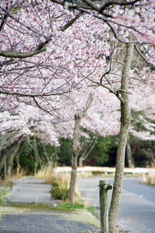 桜のトンネル