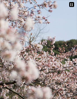 桜のトンネル