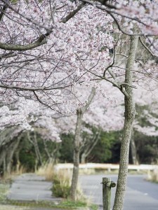 桜 (73)_JALAN_150207