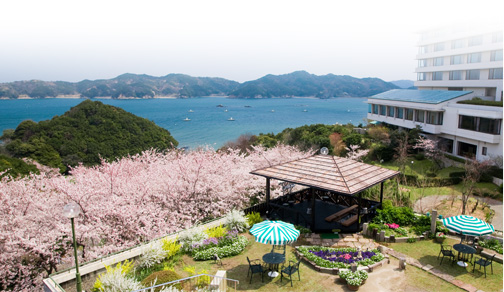桜の植樹