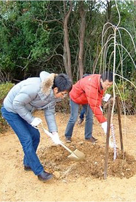 桜の植樹